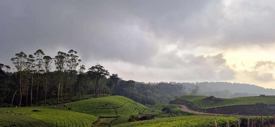 Munnar: Anakulam Jeep Safari with Waterfall and Elephant - Tiger Cave Stop: Worth It If You Plan for On-Site Fees