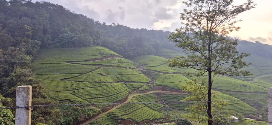 Munnar: Anakulam Jeep Safari with Waterfall and Elephant - Anakulam Waterfalls and River Crossing: Where the Day Turns Wilder