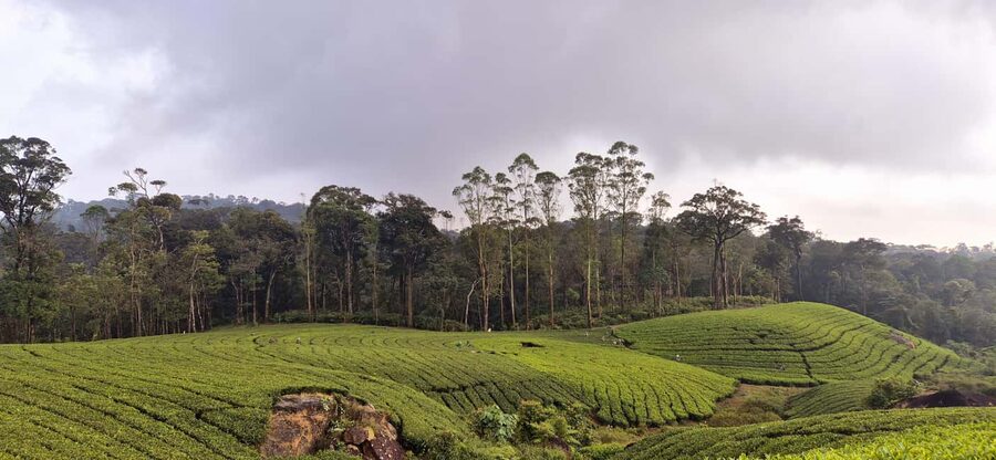 Munnar: Anakulam Jeep Safari with Waterfall and Elephant - Price and Value: $65 Per Group, Plus the Costs You Should Expect
