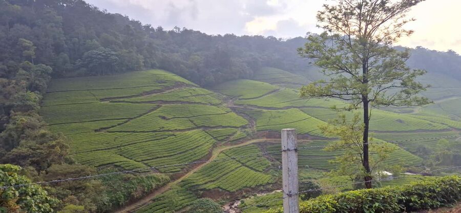 Munnar: Anakulam Jeep Safari with Waterfall and Elephant - Who Should Book, and Who Should Skip This Jeep Safari