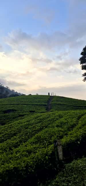 Munnar: Anakulam Jeep Safari with Waterfall and Elephant - Letchmi Tea Estate and a Local Village: The Calm Start That Makes the Day Work