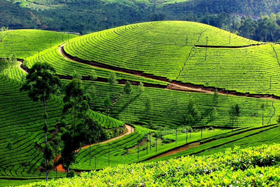 Munnar Private Day Trip - Key things to know before you go
