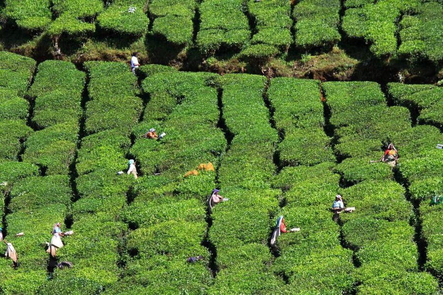 Munnar Private Day Trip - Price and value: what $115 really buys you