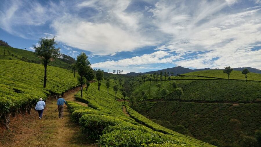 Munnar Private Day Trip - Walking the tea plantations: the part you’ll remember
