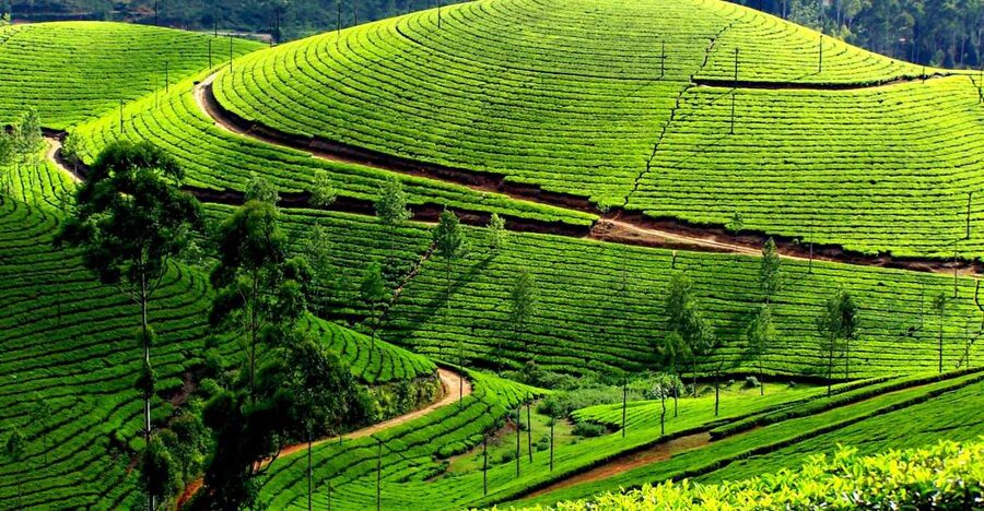 Munnar Private Day Trip - Spice plantation stop: a flavorful sidetrack on the way back