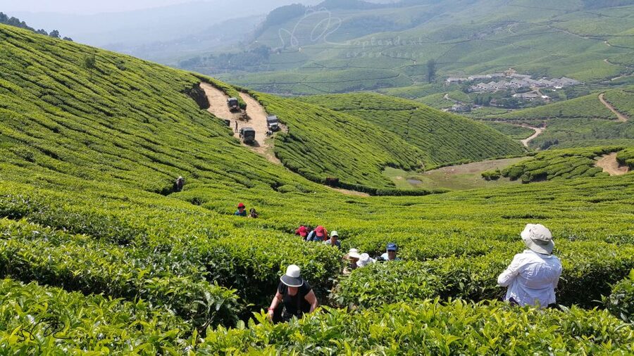 Munnar Private Day Trip - Getting there: the 4-hour drive that shapes the whole day