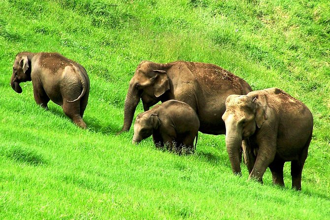 Munnar Site-seeing Tour - Pickup, meeting point, and how the day actually flows