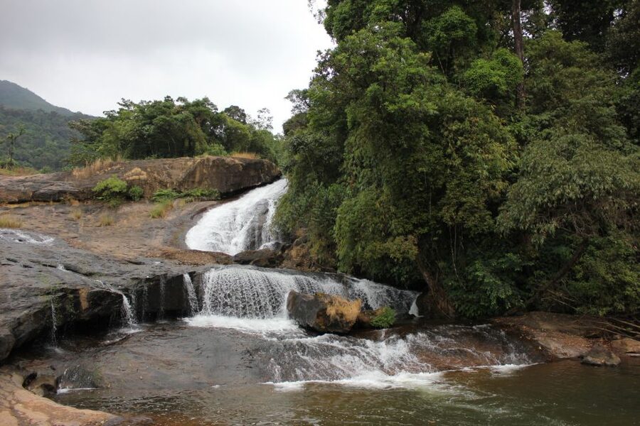 Munnar: Tea Garden and Elephant Safari Trip by 4x4 - Letchmi Estate Tea Walk: Where the Explanations Actually Matter