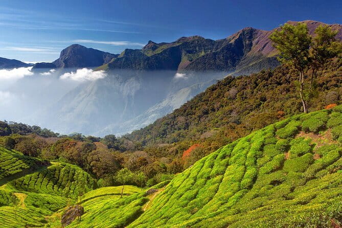 Munnar Tea Trail Tour , Tea factory visit & Tea Tasting - Who This Tour Is Best For