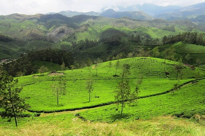 Munnar Tea Trail Tour , Tea factory visit & Tea Tasting - Lockhart Tea Plantation Walking: Views and Everyday Work