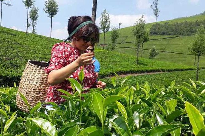 Munnar Tea Trail Tour with Factory Experience ( By Munnar Info) - Quick hits