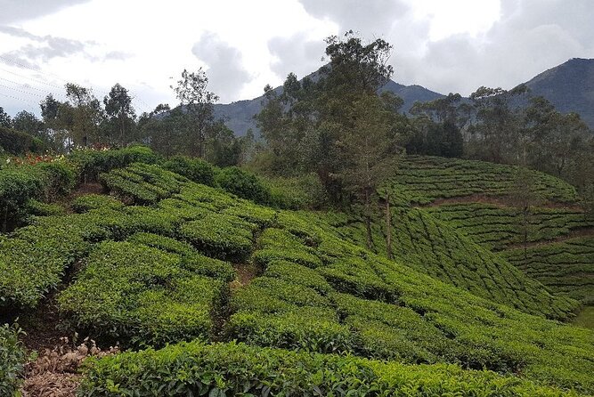 Munnar Tea Trail Tour with Factory Experience ( By Munnar Info) - Entering Munnar Tea Trail With a Small Group Setup