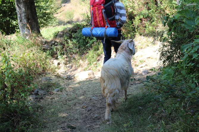Nagtibba Trek (Dehradun to Dehradun) - Day 2 Summit of Nag Tibba: The 3:30 AM Start You’ll Be Glad You Took