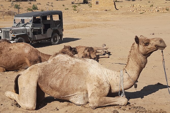 Off the beaten track overnight Camel Safari Tour Jaisalmer - A two-day camel safari that swaps crowds for quiet dunes