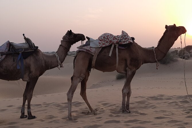 Off the beaten track overnight Camel Safari Tour Jaisalmer - The jeep ride into the desert: what you should expect