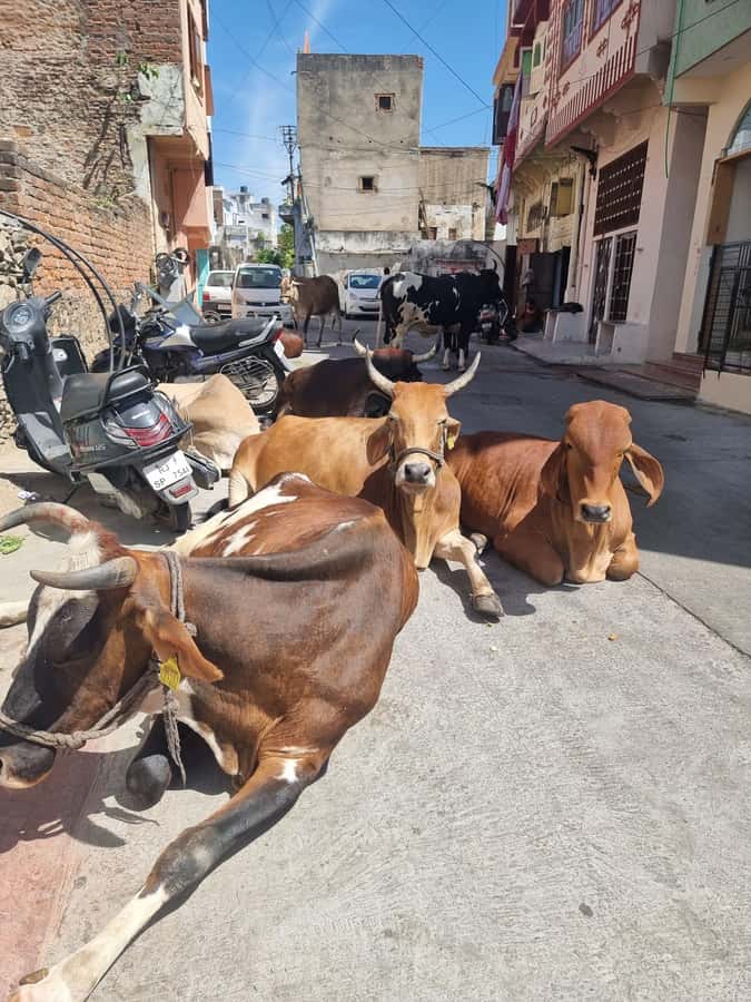 Old city heritage walk and local life experience - Key highlights you will care about