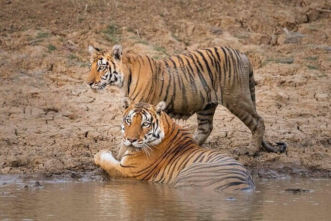 Panna National Park and Tiger Reserve Jeep Safari from Khajuraho - Key highlights worth planning around