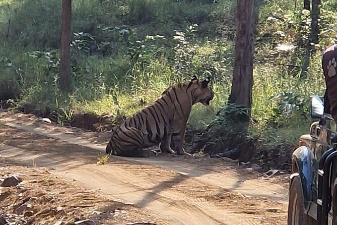 Panna National Park and Tiger Reserve Jeep Safari from Khajuraho - Morning pickup at 5:00 AM vs afternoon until sunset