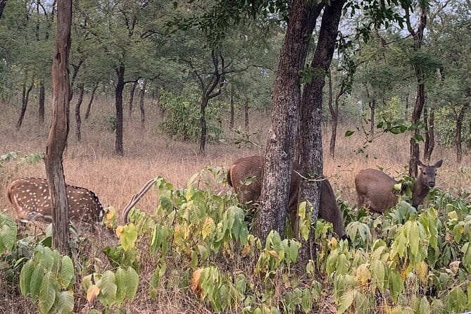 Panna National Park and Tiger Reserve Jeep Safari from Khajuraho - Price and logistics: what $40 plus INR 2500 really means
