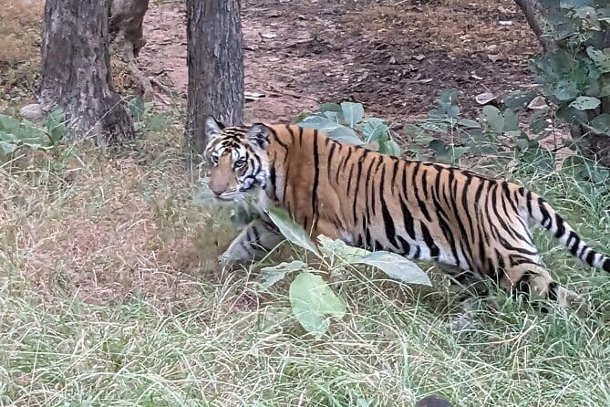 Panna National Park and Tiger Reserve Jeep Safari from Khajuraho - The open Gypsy jeep safari in the core protected area