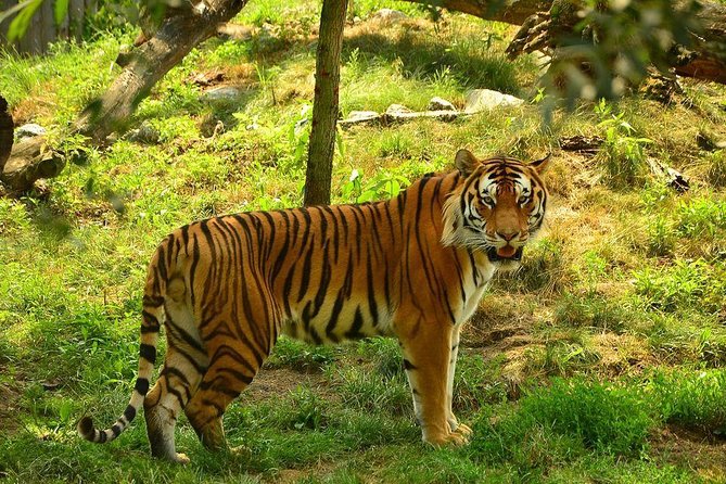 Panna Tiger Reserve Tour from Khajuraho - Key things that make this tour worth your time