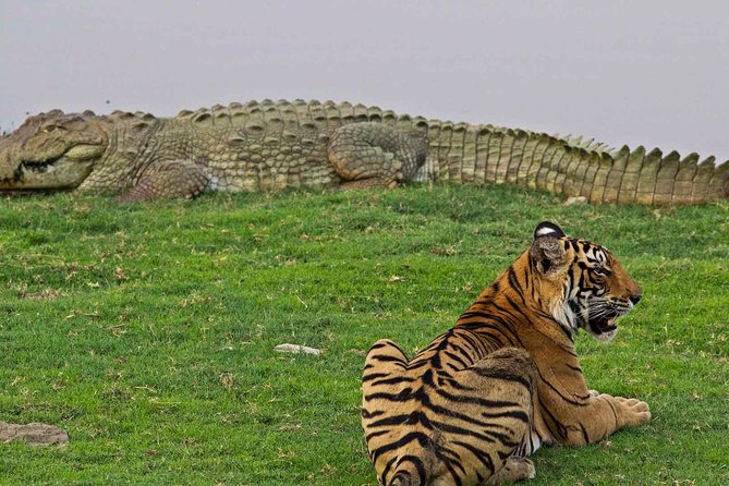 Panna Tiger Reserve Tour from Khajuraho - Panna Tiger Reserve starts with a real half-day drive from Khajuraho