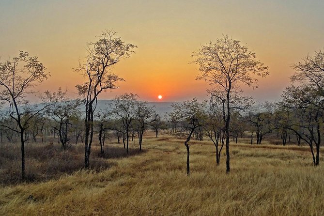Panna Tiger Reserve Tour from Khajuraho - Inside Panna National Park: the shared-jeep safari reality check
