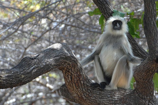 Panna Tiger Reserve Tour from Khajuraho - Morning vs afternoon departure, and why 5:00 am is a big deal