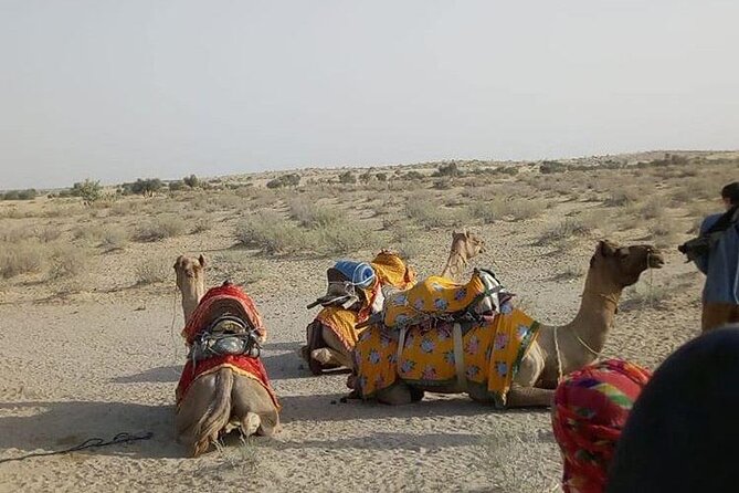 Pleasant Non-Touristic Overnight Camel Safari (From 2:00 PM to Approx. 10:30AM) - The Guides: Care You Can Feel, Names You Can Remember