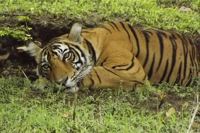 Private 4-Day Wildlife & Taj Mahal Tour from Jaipur to Delhi - Price and Value: What You’re Paying For, and What’s Extra