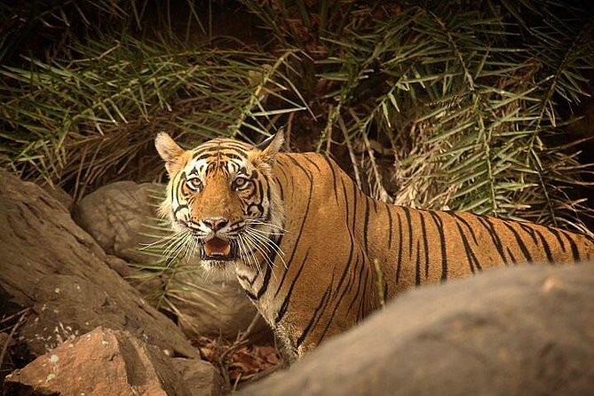Private 5-Day Ranthambhore Tiger Tour from Delhi including the Taj Mahal, Agra and Jaipur - Price and logistics: what $595.78 covers, and why it matters