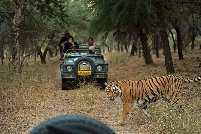 Private 5-Day Ranthambhore Tiger Tour from Delhi including the Taj Mahal, Agra and Jaipur - Day 2: Taj Mahal at sunrise plus Agra Fort, then the long drive to Ranthambore