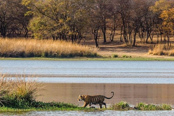 Private 5-Day Ranthambhore Tiger Tour from Delhi including the Taj Mahal, Agra and Jaipur - Day 4 Jaipur arrival: City Palace and Jantar Mantar in one focused afternoon