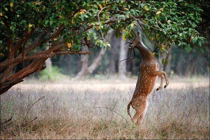 Private 5-Day Ranthambhore Tiger Tour from Delhi including the Taj Mahal, Agra and Jaipur - Should you book this Delhi to Ranthambore Golden Triangle tour?