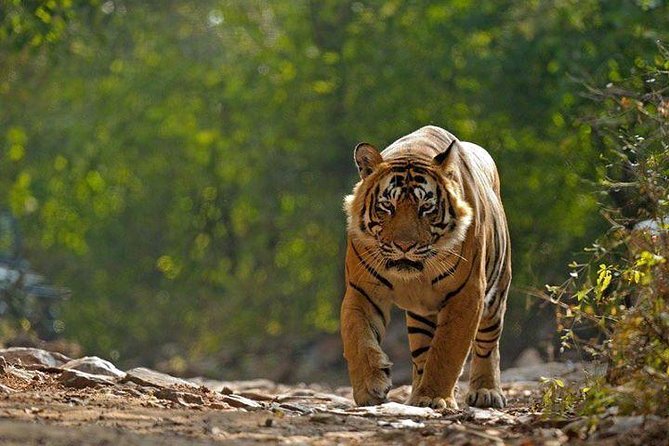Private 6-Day Ranthambhore Tiger Tour including Delhi, Agra and Jaipur - Day 6 Amber Fort and Jaipur Photo Stops Before Returning to Delhi