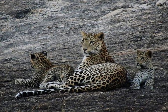Private Day Tour Of Kumbhalgarh Fort & Wildlife Sanctuary From Udaipur - Getting from Udaipur to Kumbhalgarh Fort, no stress mode