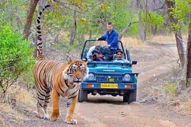 Private Day Tour Of Kumbhalgarh Fort & Wildlife Sanctuary From Udaipur - Comfort, group size, and how this tour keeps the day manageable