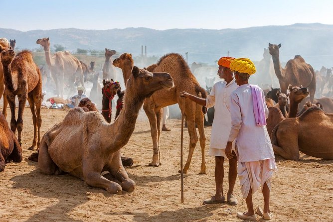 Private Day Trip to Ajmer and Pushkar from Jaipur - Shree Savitri Mata Mandir: 650 steps, big views, and smart timing