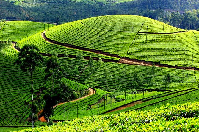 Private Day Trip to Munnar from Kochi (Cochin) - The long but pleasant drive out of Kochi to Munnar