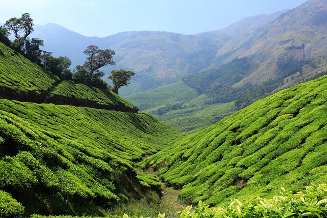 Private Day Trip to Munnar from Kochi (Cochin) - Kannan Devan Tea Museum and the tea plantation walk