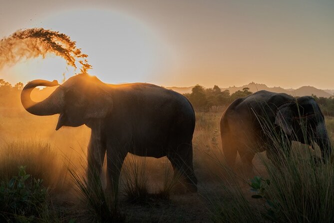 Private Elephant Sanctuary - Key Things That Make This Jaipur Sanctuary Visit Worth Your Time