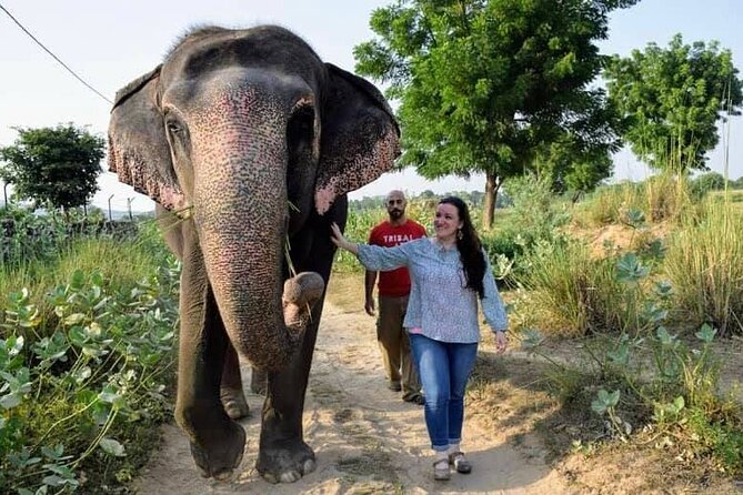 Private Elephant Sanctuary - Private Elephant Sanctuary in Jaipur: What This Experience Feels Like