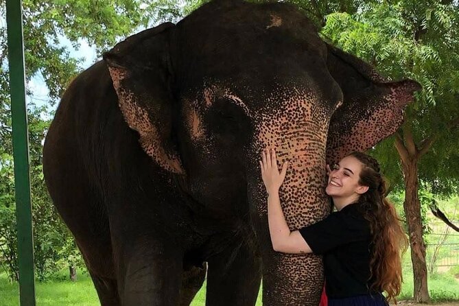 Private Elephant Sanctuary - Meeting Your Elephant: Feeding Up Close Without the Chaos
