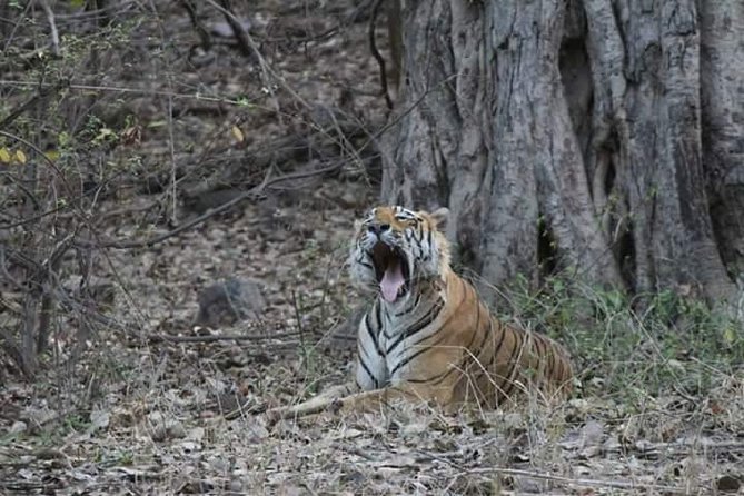 Private Full Day Trip to Ranthambore - Key highlights worth knowing