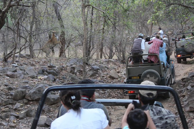 Private Full Day Trip to Ranthambore - The Jaipur to Ranthambore timing that shapes your whole day