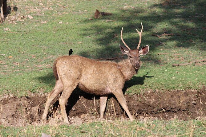 Private Full Day Trip to Ranthambore - Private group format: good for families, couples, and photographers