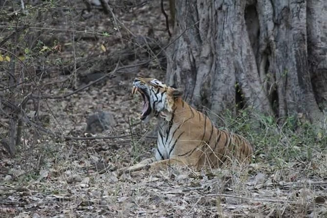 Private Full Day Trip to Ranthambore - Private A/C transfer: the hidden value of not playing logistics roulette