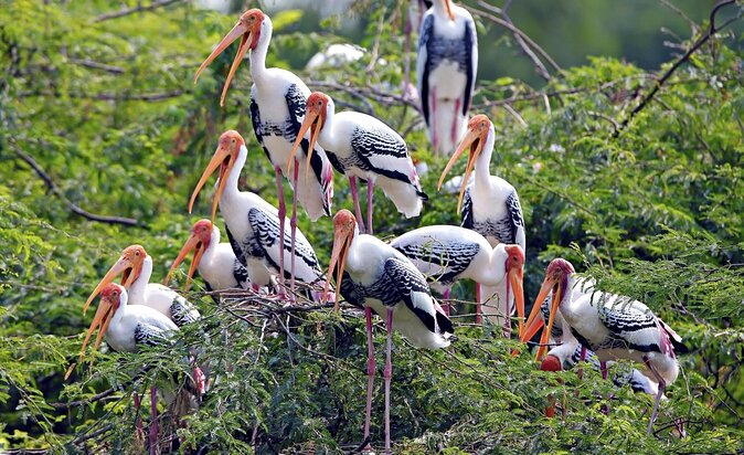 Private Keoladeo National Park Tour sightseeing - All Inclusive - The 3-hour plan, and what you should expect