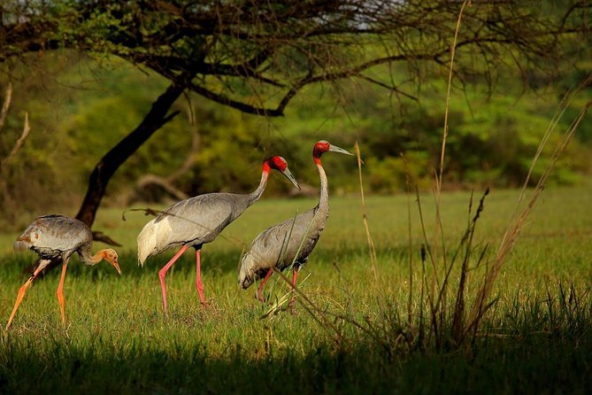 Private Keoladeo National Park Tour sightseeing - All Inclusive - Bird highlights to look for, including storks and owls