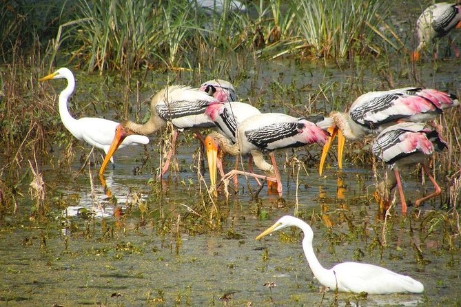 Private Keoladeo National Park Tour sightseeing - All Inclusive - Birding first: why Keoladeo from Agra makes sense